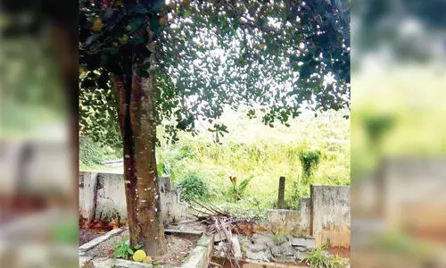 പൊലീസ് സ്​റ്റേഷ​െൻറ മതിൽ തകർത്ത്​ ആനക്കൂട്ടത്തിന്‍റെ ചക്ക മോഷണം