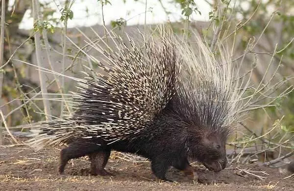 Mullan panni Mullan panni