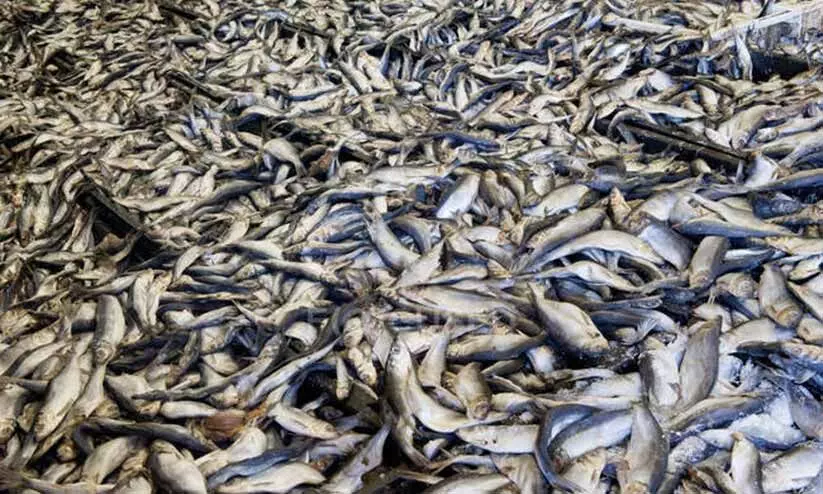 കോവിഡ് മറയാക്കി വിഷ മത്സ്യം; നശിപ്പിച്ചത് രണ്ട് ലക്ഷം കിലോ കോവിഡ് മറയാക്കി വിഷ മത്സ്യം; നശിപ്പിച്ചത് രണ്ട് ലക്ഷം കിലോ