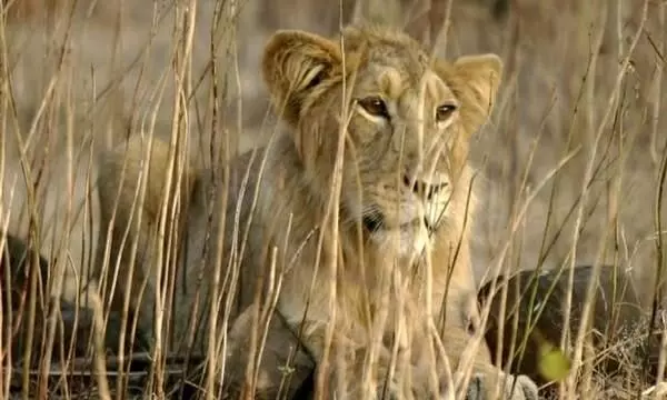 asiatic lion asiatic lion