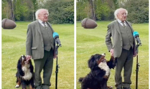 ലൈവിനിടെ അയർലൻ​റ്​ പ്രസിഡൻറി​െൻറ ശ്രദ്ധ പിടിച്ചുപറ്റാൻ ശ്രമിക്കുന്ന നായ; വിഡിയോ വൈറൽ