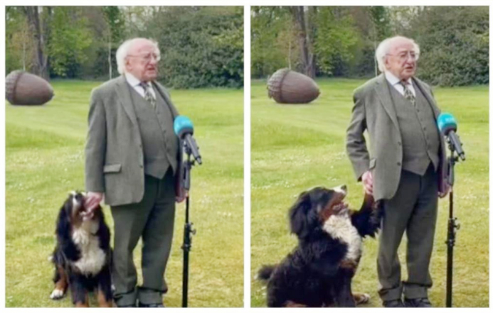 ലൈവിനിടെ അയർലൻ​റ്​ പ്രസിഡൻറി​െൻറ ശ്രദ്ധ പിടിച്ചുപറ്റാൻ ശ്രമിക്കുന്ന നായ; വിഡിയോ വൈറൽ