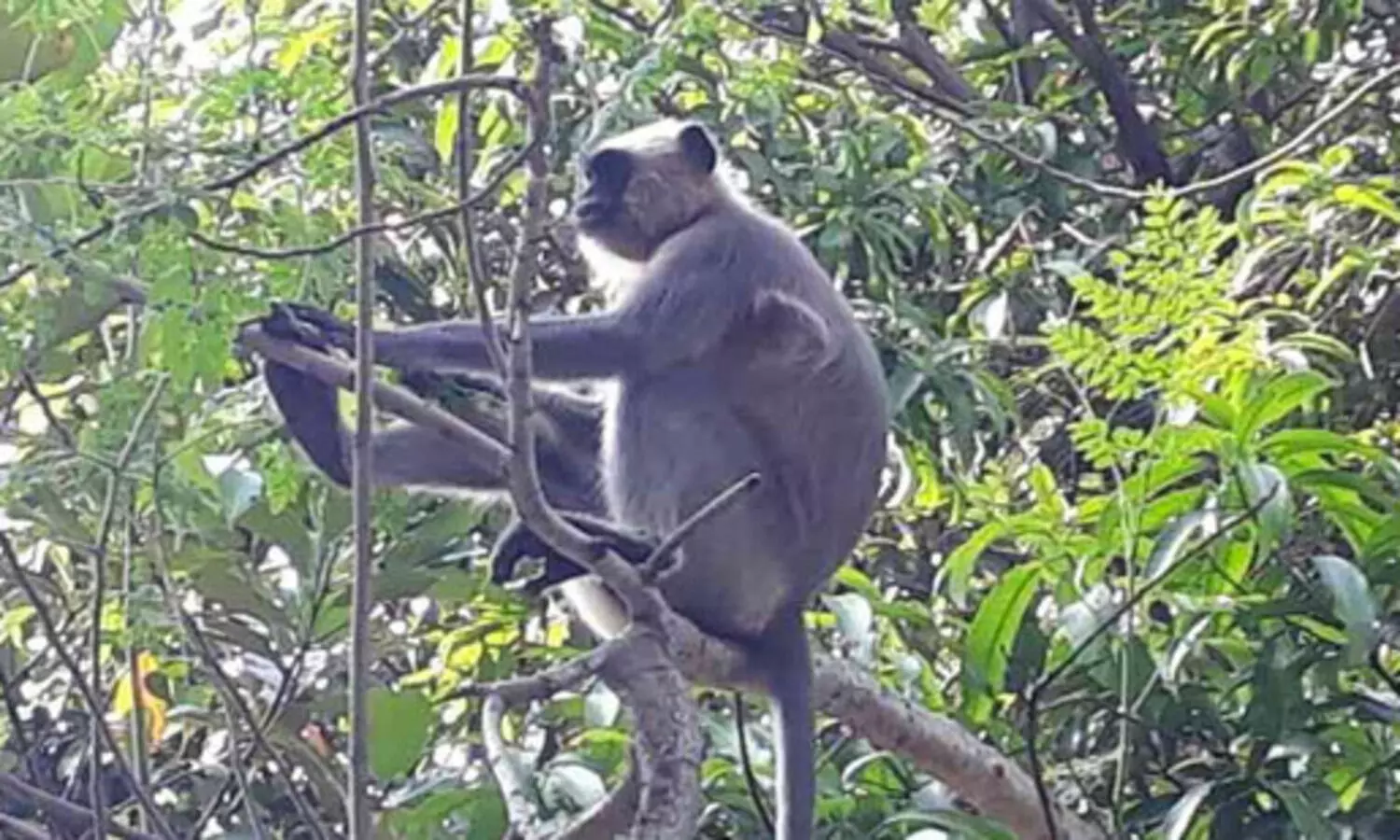 ഷവർമയുടെ മണം പിടിച്ച്​ സിംഹവാലൻ കുരങ്ങ്​; കോവിഡ്​ മറന്ന്​ കാണികളായി ജനക്കൂട്ടം