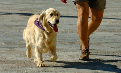 കോവിഡ്​ മാനദണ്ഡ ലംഘനം; ഉടമക്കൊപ്പം നായ്​യും അറസ്റ്റിൽ
