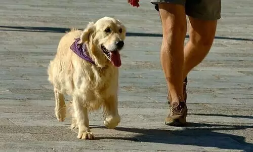 കോവിഡ്​ മാനദണ്ഡ ലംഘനം; ഉടമക്കൊപ്പം നായ്​യും അറസ്റ്റിൽ