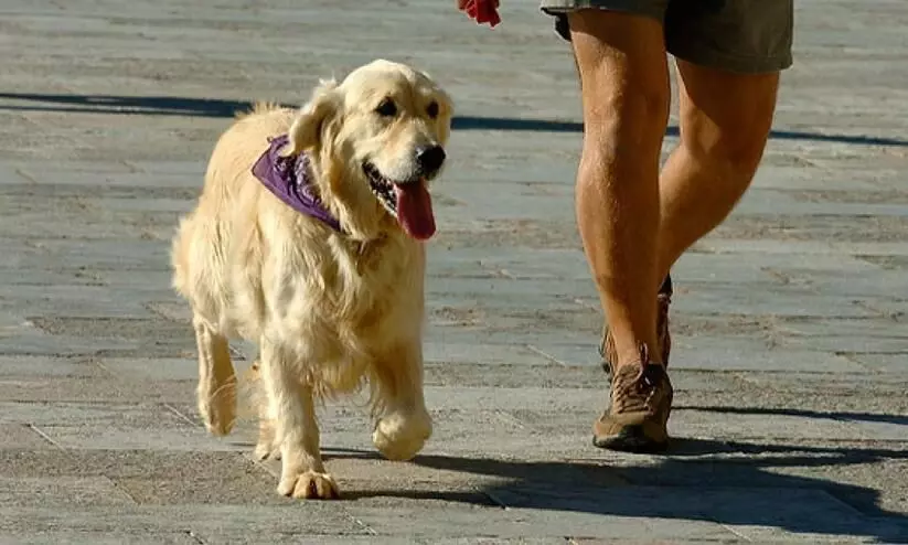 കോവിഡ്​ മാനദണ്ഡ ലംഘനം; ഉടമക്കൊപ്പം നായ്​യും അറസ്റ്റിൽ