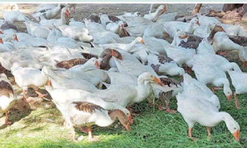 അ​ൽ ബെ​യ്​​ത് സ്​​റ്റേ​ഡി​യ​ത്തി​ന്​ ഇ​നി അ​ര​യ​ന്ന​ങ്ങ​ളു​ടെ അ​ഴ​ക്​