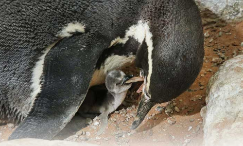 അൽ ഐൻ മൃഗശാലയുടെ സ്വന്തം  ഹംബോൾട്ട് പെൻ‌ഗ്വിൻ