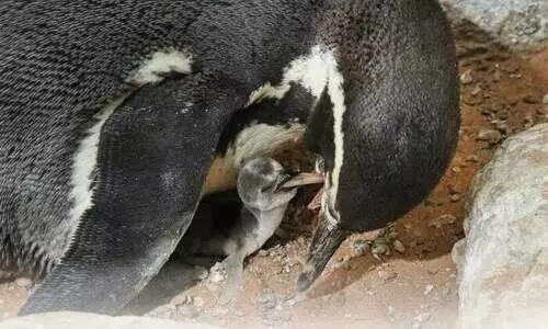 അൽ ഐൻ മൃഗശാലയുടെ സ്വന്തം  ഹംബോൾട്ട് പെൻ‌ഗ്വിൻ