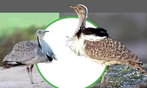 ഹൗ​ബ​റ കൂ​ട്ട​ങ്ങ​ളു​ണ്ടാ​ക്കാ​ൻ  പ​ദ്ധ​തി​യു​മാ​യി അ​ബൂ​ദ​ബി