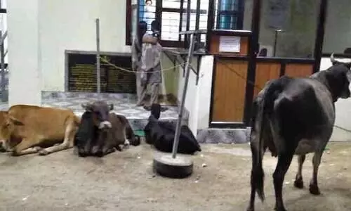 പീ​രു​മേ​ട് താ​ലൂ​ക്ക് ആശുപത്രിക്ക് മുന്നിൽ വഴിമുടക്കി കന്നുകാലിക്കൂട്ടം