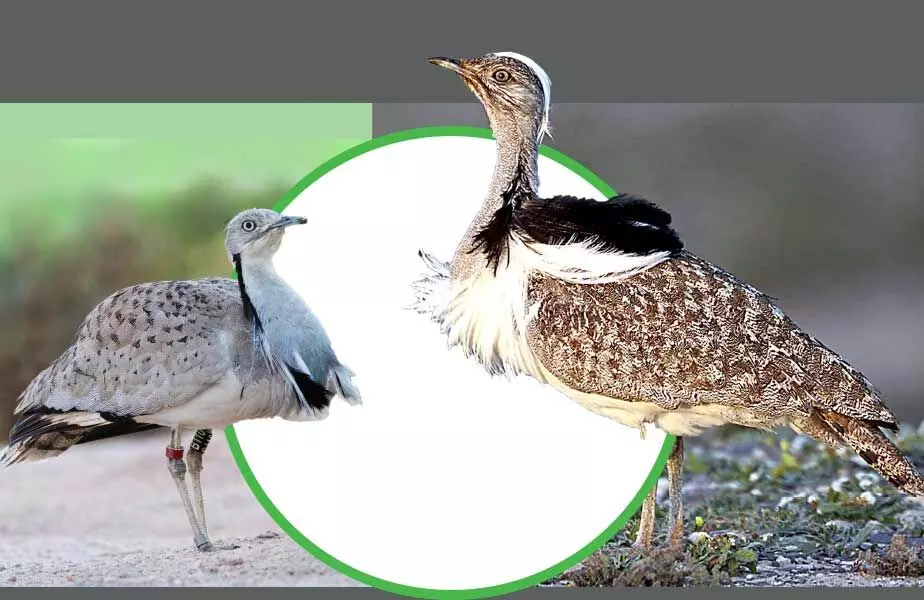 ഹൗ​ബ​റ കൂ​ട്ട​ങ്ങ​ളു​ണ്ടാ​ക്കാ​ൻ  പ​ദ്ധ​തി​യു​മാ​യി അ​ബൂ​ദ​ബി