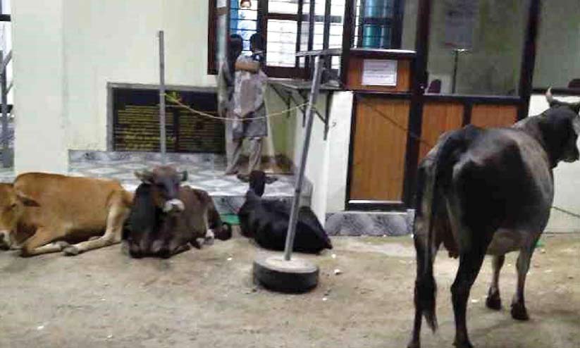 പീരുമേട് താലൂക്ക് ആശുപത്രിക്ക് മുന്നിൽ വഴിമുടക്കി കന്നുകാലിക്കൂട്ടം പീരുമേട് താലൂക്ക് ആശുപത്രിക്ക് മുന്നിൽ വഴിമുടക്കി കന്നുകാലിക്കൂട്ടം
