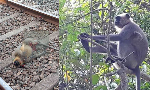 ഷവർമ കൊതിച്ചെത്തിയ സിംഹവാലന്​ ട്രെയിനിടിച്ച്​ ദാരു​ണാന്ത്യം