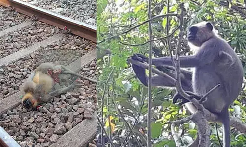 ഷവർമ കൊതിച്ചെത്തിയ സിംഹവാലന്​ ട്രെയിനിടിച്ച്​ ദാരു​ണാന്ത്യം