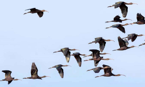 chebhan arival kokku