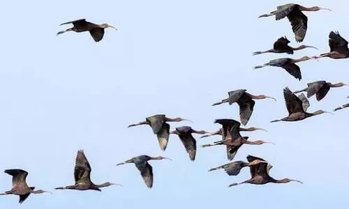 chebhan arival kokku chebhan arival kokku