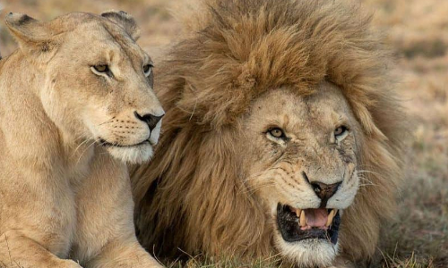 ഹൈദരാബാദിന് പിന്നാലെ യു.പി മൃഗശാലയിലെ സിംഹങ്ങള്‍ക്കും കോവിഡ്