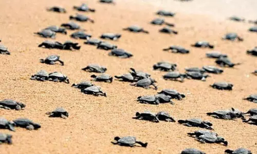 രണ്ടാഴ്​ചക്കുള്ളിൽ ഈ ബീച്ചിൽ നിന്ന്​ വിരിഞ്ഞിറങ്ങിയത്​ ഒന്നരക്കോടിയോളം ആമക്കുഞ്ഞുങ്ങൾ