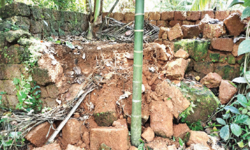 ചാണപ്പാറ ജനവാസ കേന്ദ്രത്തില്‍ കാട്ടാനയിറങ്ങി