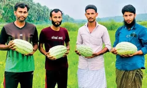 Hundreds of young men in watermelon cultivation Hundreds of young men in watermelon cultivation