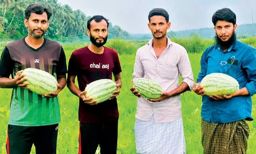 Hundreds of young men in watermelon cultivation