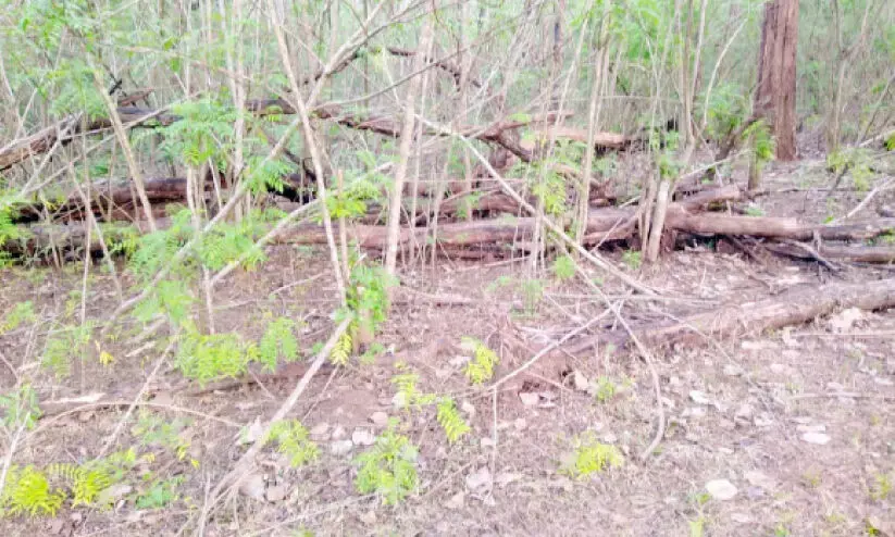 manhakkonna manhakkonna