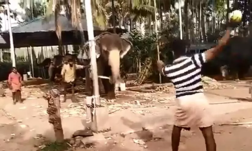 elephant cricket elephant cricket