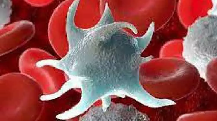 പ്ലേ​റ്റ്​​ല​റ്റ്​ ക്ഷാ​മം: ദാ​താ​ക്ക​ൾ​ക്ക്​ 20 ദീ​നാ​റും സ​മ്മാ​ന​വും വാ​ഗ്​​ദാ​നം ചെ​യ്​​ത്​ ര​ക്ത​ബാ​ങ്ക്​