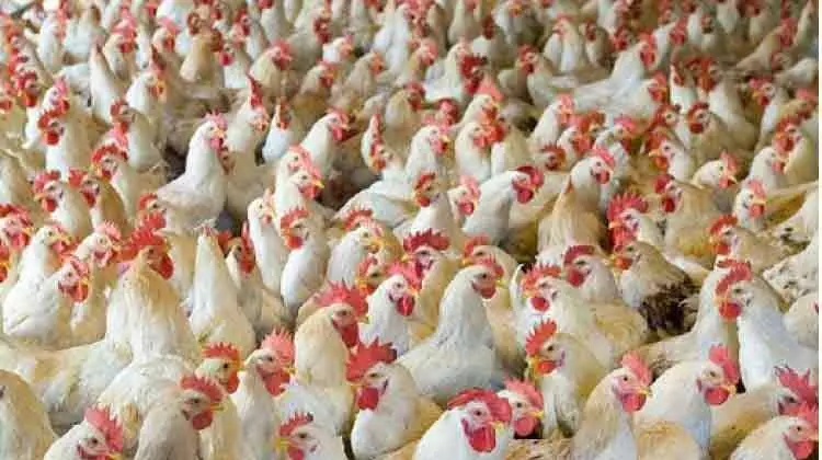 പക്ഷിപ്പനി: ജിബൂതി, മാലി, റുമേനിയ രാജ്യങ്ങളിലെ പക്ഷി ഇറക്കുമതിക്ക് വിലക്ക് പക്ഷിപ്പനി: ജിബൂതി, മാലി, റുമേനിയ രാജ്യങ്ങളിലെ പക്ഷി ഇറക്കുമതിക്ക് വിലക്ക്