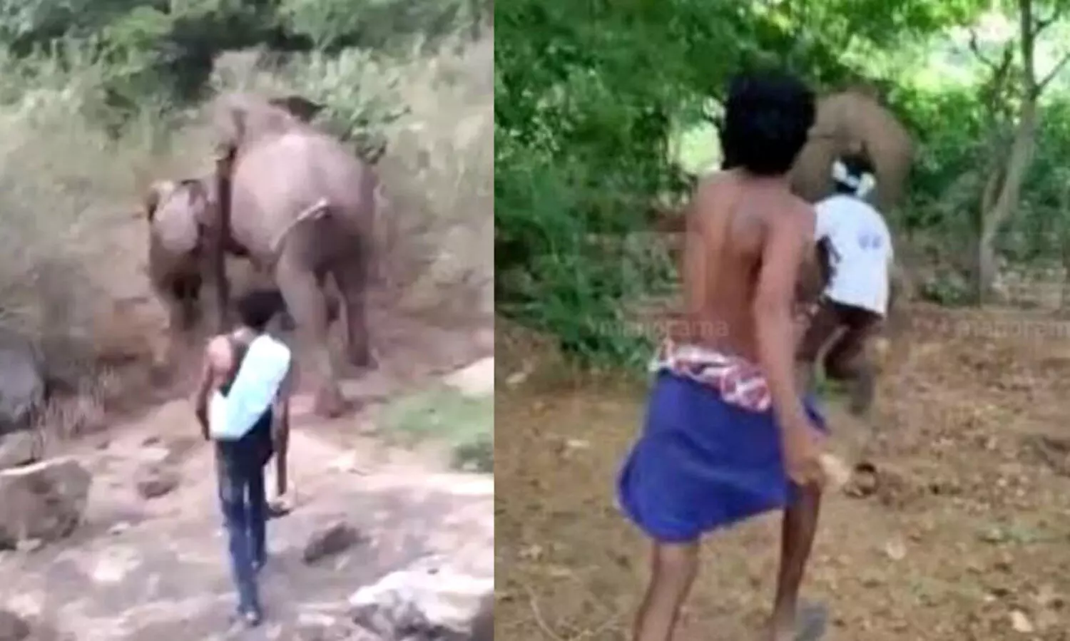 ആനകളെ കല്ലെറിഞ്ഞ് ഓടിക്കുന്ന വിഡിയോ; യുവാക്കൾക്കെതിരെ കേസ്