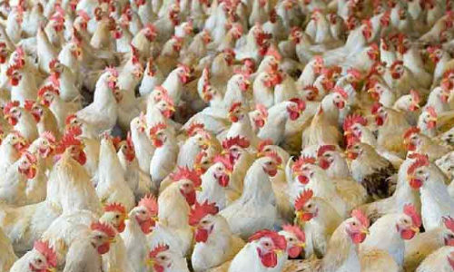 പ​ക്ഷി​പ്പ​നി: ജി​ബൂ​തി, മാ​ലി, റു​മേ​നി​യ രാ​ജ്യ​ങ്ങ​ളി​ലെ​​​ പ​ക്ഷി ഇ​റ​ക്കു​മ​തി​ക്ക്​ വി​ല​ക്ക്​