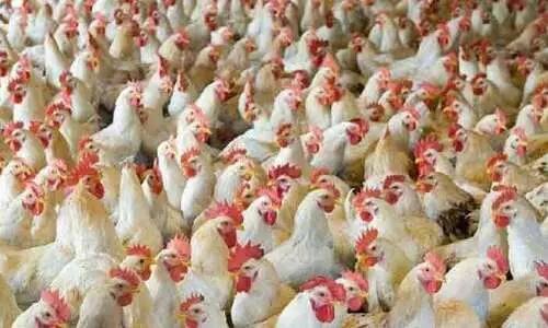 പ​ക്ഷി​പ്പ​നി: ജി​ബൂ​തി, മാ​ലി, റു​മേ​നി​യ രാ​ജ്യ​ങ്ങ​ളി​ലെ​​​ പ​ക്ഷി ഇ​റ​ക്കു​മ​തി​ക്ക്​ വി​ല​ക്ക്​