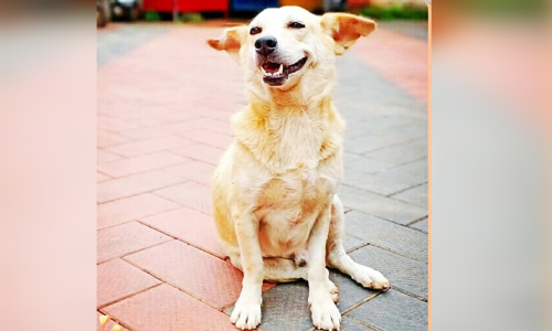 ആ കാവൽക്കാരൻ വിടവാങ്ങി