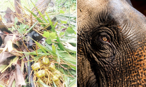 ആറളം കാർഷിക ഫാമിൽ നാശംവിതച്ച് വീണ്ടും കാട്ടാനക്കൂട്ടം