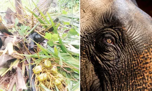 ആറളം കാർഷിക ഫാമിൽ നാശംവിതച്ച് വീണ്ടും കാട്ടാനക്കൂട്ടം