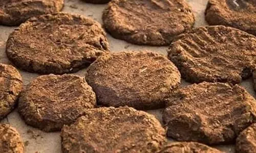Cow dung cakes