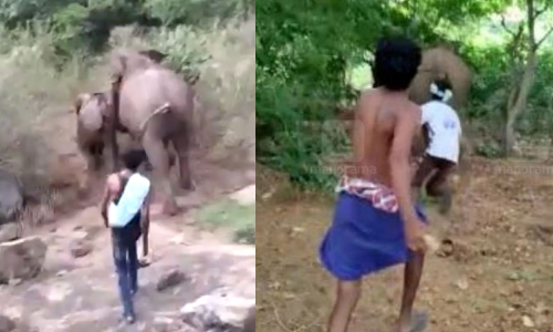 ആനകളെ കല്ലെറിഞ്ഞ് ഓടിക്കുന്ന വിഡിയോ; യുവാക്കൾക്കെതിരെ കേസ്