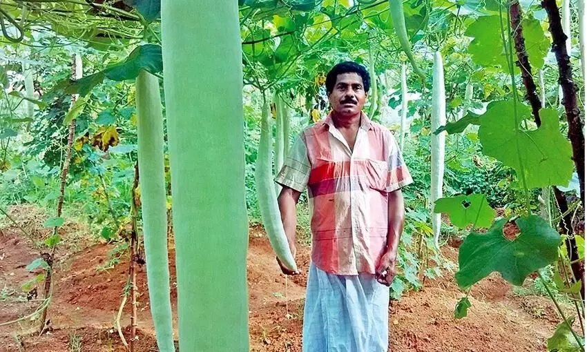 വിളവിന്‍റെ ഒരു വിഹിതം അശരണർക്ക്, അതാണ് ടോമിയുടെ പോളിസി