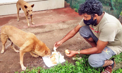 തെരുവുനായ്​ക്കൾക്ക് അന്നമൂട്ടി സന്തോഷ്