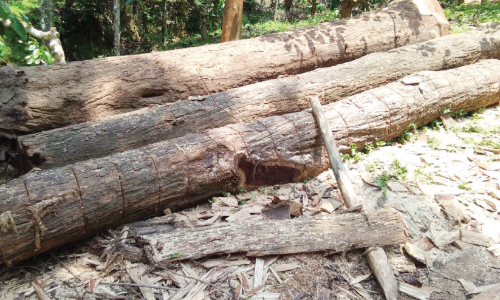 panavally timber scam