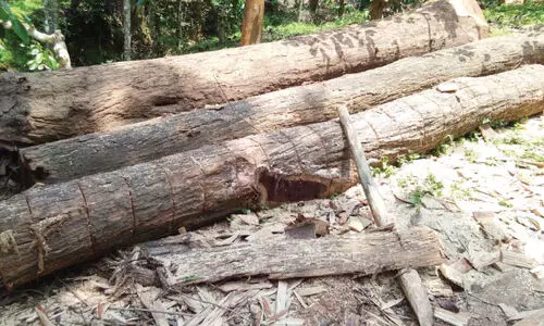 panavally timber scam