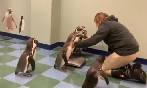 ഭാരം നോക്കാൻ വരിയായി വരുന്ന പെൻ​ഗ്വിനുകൾ; വൈറലായി വിഡിയോ