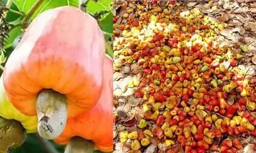 ലോക്കായി കശുവണ്ടി വിൽപന; സങ്കടക്കയത്തിൽ കർഷകർ