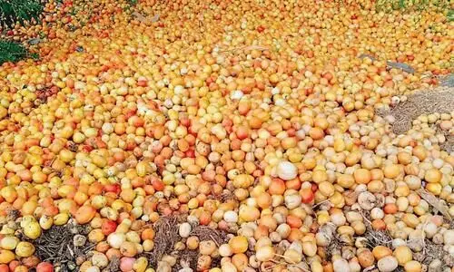 കോവിഡി​നിടെ പ്രതിസന്ധിയായി തക്കാളിയിലെ വൈറസ്​ ബാധ