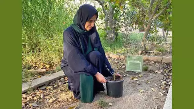 ഫലസ്​തീൻ ഐക്യദാർഢ്യം: ഒലിവ്​ മരം നട്ട്​ വിദേശകാര്യസഹമന്ത്രി