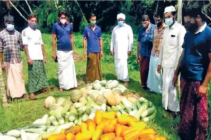 vegetable distribushan