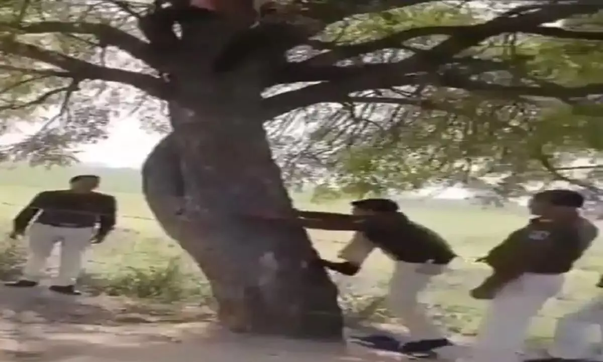Viral Video Thief Refuses to Come Down From Tree Cop Viral Video Thief Refuses to Come Down From Tree Cop