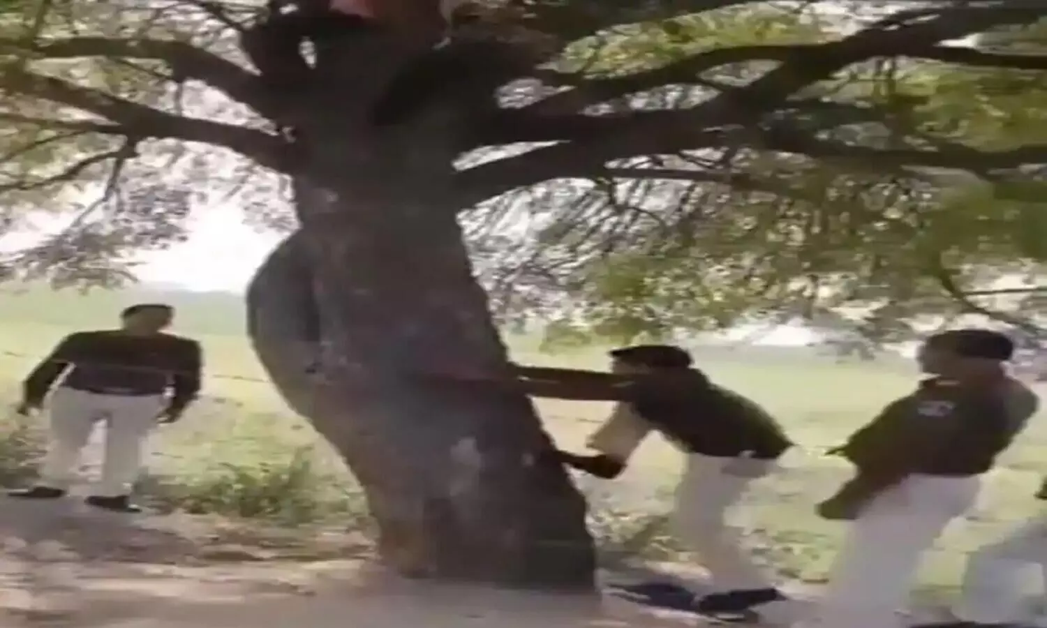 Viral Video Thief Refuses to Come Down From Tree Cop