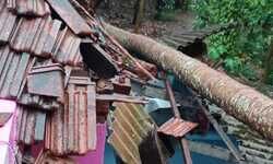 തെങ്ങ്​ കടപുഴകി വീണ്​ വീട്​ തകർന്നു